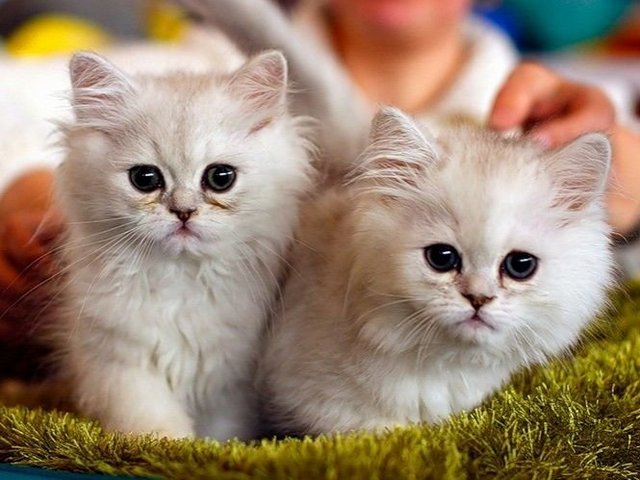 Породы кошек в Петровске-Забайкальском | ЗооТом портал о животных