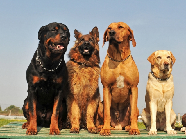 Крупные породы собак в Петровске-Забайкальском | ЗооТом портал о животных